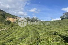 Đất nền chiềng khoa vân hồ sơn la.