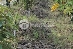 Cần bán đất vườn trồng sầu riêng r6 đất vuông khu nhà vườn nhiều