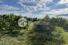 Chỉ 272 triệu sở hữu ngay 1 lô đất vườn ngay đường trần khánh linh, sổ riêng