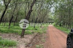 Đất suối dây, tân châu mt dài,gần dt785, tt tân châu 30ph, 256tr sào