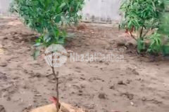 Bán 1.2công đất mặt tiền tỉnh lộ 877,long bình,gò công tây,tiền giang