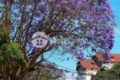 Đất mặt tiền trần phú ngay cạnh nhà thờ con gà tp đà lạt.