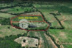 Bán hơn 2hecta đất cây lâu năm trồng sẵn vườn điều, hồng liêm, shr 190km2