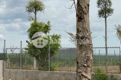 Bán đất bình giã, châu đức, brvt 39 x 86 2.971mm2, giá 5,5 tỷ.