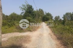 2,5hecta mặt tiền đường tây kênh 17,thị trấn mỹ phước,tân phước,tiền giang