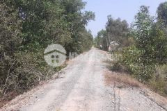 4hecta mặt tiền đường đông kênh 21,thị trấn mỹ phước,tân phước,tiền giang