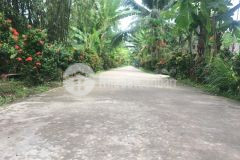 11công vườn ấp vĩnh phú,vĩnh kim,châu thành,tiền giang