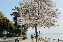 Bán nhà võng thị 38m2 x 7 tầng thang máy, ngõ thông nông, gần oto. giá chỉ 6.7 tỷ