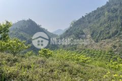 Cần bán cắt lỗ mảnh đất diện tích khoảng 3ha... view đẹp nhất mộc châu.