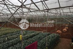 Cần bán hai lô đất liền kề không tách riêng