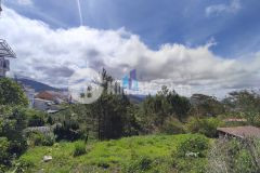 View rừng thông cực đẹp đất trần quang diệu p10 đà lạt