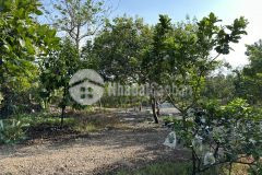 Bán gấp 2 sào trái cây cách nhựa 100m