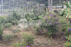 Ban đât đeo mimosa giap suôi view rưng thông gia tôt p10 đa lat