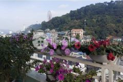 Cần bán căn chung cư 3pn chung cư xanh đường 254 trung tâm hạ long