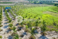 Bán 5456m2 đất trồng cây cách quốc lộ 700m, shr, ngay khu trồng thanh long