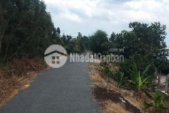 4hecta lộ mới,thị trấn mỹ phước,tân phước,tiền giang