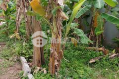 Bán đất ngọc hồi, 40m2 mặt tiền 4.5m ô tô cách 20m 2 thoáng 1.65 tỷ.