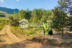 Bán vườn sầu riêng diên tân diên khánh gần hồ cây sung, đường oto