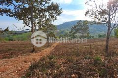 Cần bán gấp 4.1ha đất rẫy siêu đẹp tại đak đoa