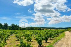 Bán đất vườn hồng liêm 2728m2 đường ô tô tận nơi cách ql1a 700m chỉ 695tr tặng vàng lh 0937251240