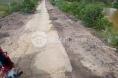 1,4hecta vườn đường bắc trương văn sanh,thạnh tân,tân phước,tiền giang