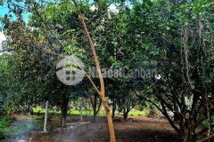 Bán nhanh nhà vườn mặt tiền tl2 diên thọ có nhà cấp 4 ngang 10m giá cực tốt