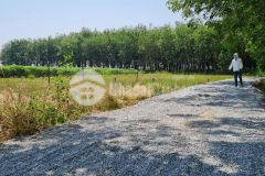 Lô đất sào ở thị xã bình long, tỉnh bình phước giá 290 triệu bao sổ