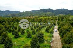 Bán đất xã phước lộc, đạ huoai, lâm đồng 11,5m nh 13m x 94, giá 1,62tỷ.