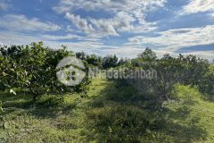 Bán 20,031m2 đất cây lâu năm hồng liêm vuông, có vườn điều chỉ 190km2, đường ô tô.