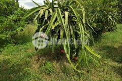 Bán đất nhà vườn ninh hòa đã đăng ký 1000m2 thổ cư ngang 34m đường ô tô