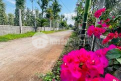 Cần tiền hạ giá sập sàn cho lô đất hẻm cấp 1 eatu km12, khu dân cư đông đúc thông ô bàn cờ diện