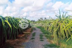 Bán khu đất vườn, đất wiew biển ở xã hồng thái huyện bắc bình tỉnh bình thuận