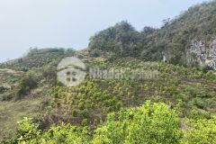 Đất nền mộc châu cắt lỗ sâu lô đất diện tích 52.000m2