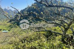 Cần bán mảnh đất 5000m2 ở phiêng luông giá cực rẻ