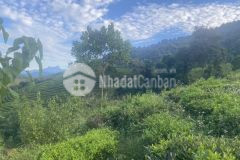 Cắt lỗ mảnh đất mộc châu diện tích 1200m2,400m2 thổ cư