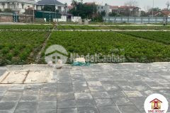 Bán đất đấu giá 110m2 x7 hà lâm 2 thuỵ lâm đông anh nhỉnh 3 tỷ đường ô tô tránh lh 0886736116.