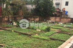 Đất đa tốn, gia lâm đường oto vào tân nơi 1,8 tỷ