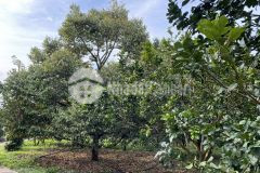 Cẩm mỹ,đồng nai,bán vườn trái cây 2 mặt tiền.diện tích 25.845m2