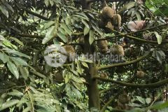 Ban đất vườn giá tốt nhất khu vực,chỉ 390tr cho 1000mv.