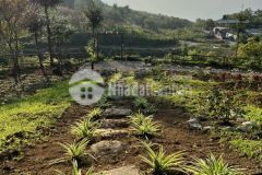 Chuyển nhượng mảnh đất view đón tuyết săn mây đẹp nhất y tý sa pa 2