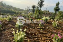 Cắt lỗ mảnh đất săn mây tại trung tâm y tý sapa 2