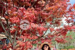 Bán nhanh lô đất tại tả phìn sapa thích hợp khai thác du lịch 4 mùa