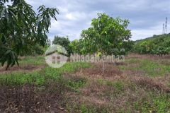 Bán rẫy xoài diên lâm 8500m đất bằng phẳng sát bên tỉnh lộ 8