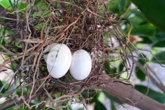 Hàng thơm xuất hiện chốt nhanh bán nền đẹp d24 kdc hồng loan 6a trục đâu lưng trần hoàng na