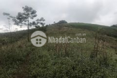 Cần bán gấp mảnh đất nền mộc châu diện tích rộng giá cắt lỗ cực rẻ