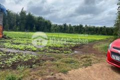 Cc kẹt tiền cần bán gấp 506,4m2 đất ở đak lak, shr, 490tr. lh0902571499