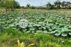 Giảm deal gần 100tr đẩy nhanh lô hồ sen điện tiến tuyệt đẹp, giá chỉ còn 519tr