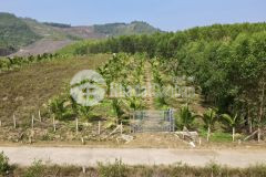 Bán vườn cây trái khánh nam cách tỉnh lộ 8b chỉ 50m