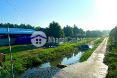 Cần bán gấp 47 công đất vườn sầu riêng đã cho thu hoạch