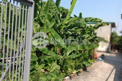 Bán đất số 9 ngõ 116 phố thúy lĩnh linh nam, lô góc, ngõ 3m, dt 30m giá 1.65 tỷ